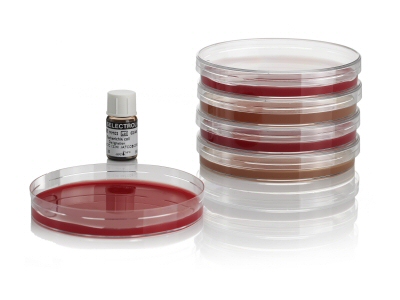 <em>Enterococcus faecalis</em> NCTC 13379 / ATCC<sup>®</sup> 51299 <em>Enterococcus faecalis</em> NCTC 13379 / ATCC<sup>®</sup> 51299