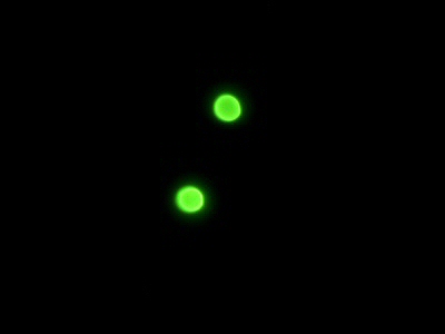 Fluorescent Conjugated antibodies <em>Cryptosporidium / Giardia</em>